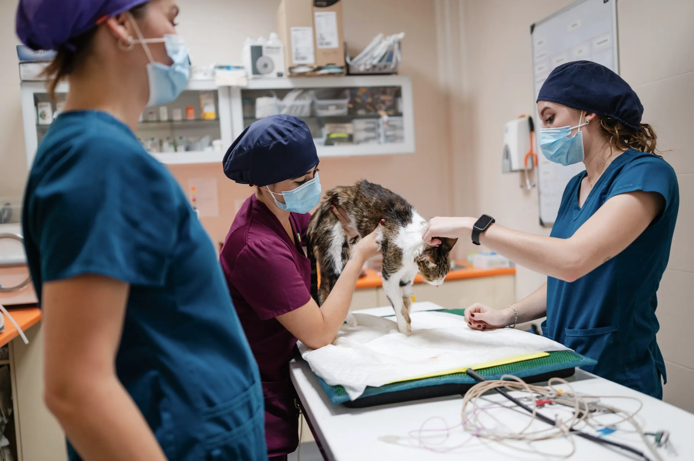 Three veterinary staff in scrubs and surgical masks examining a calico cat on an exam table surrounded by monitoring cables