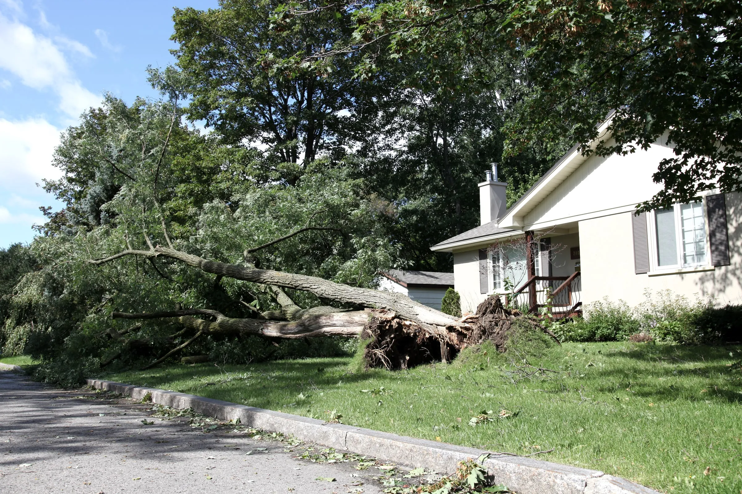 Large fallen tree lying across a front yard and driveway after a storm, with a house behind it