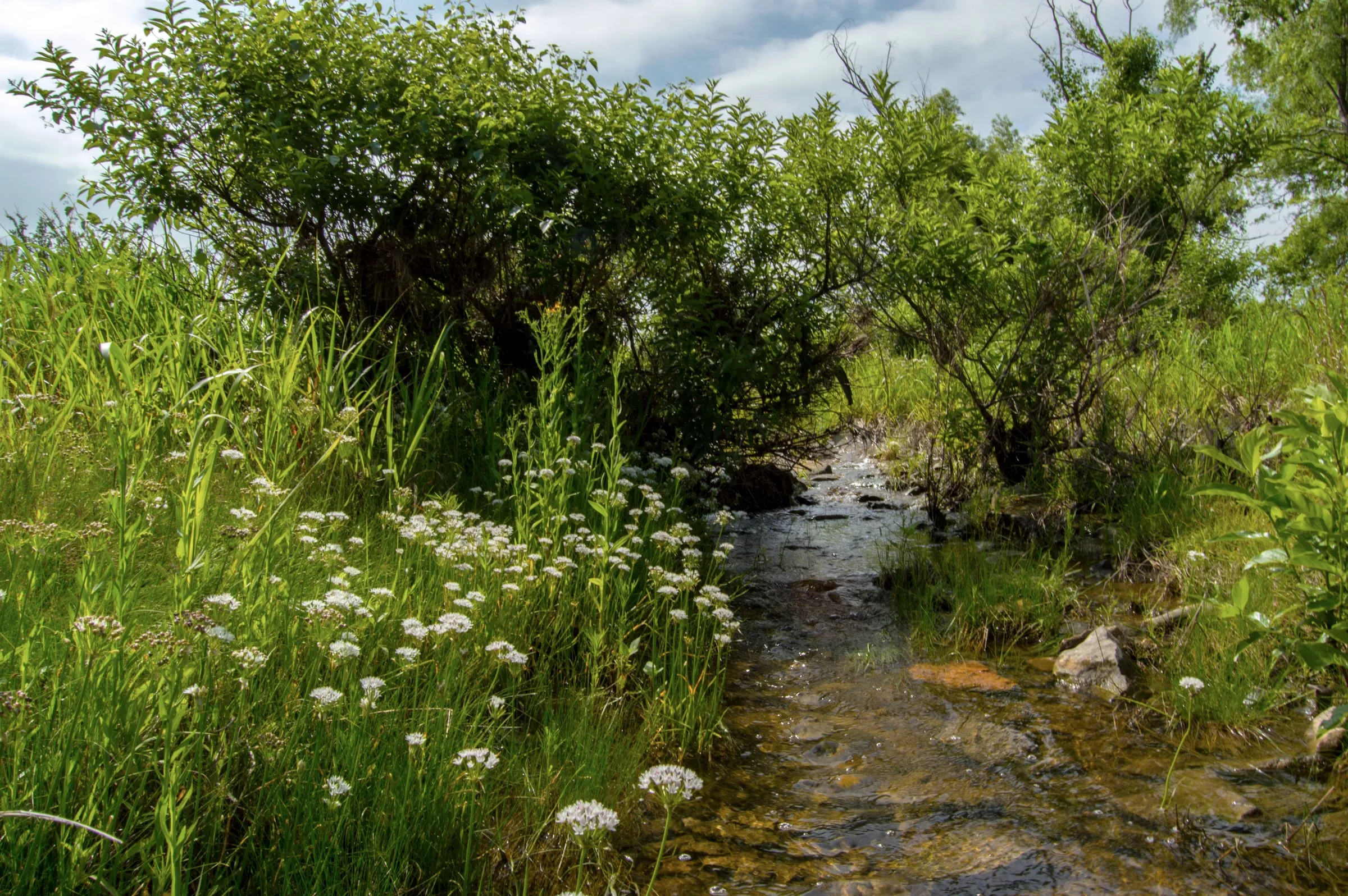 Clear creek running through green vegetation and wildflowers under a bright sky